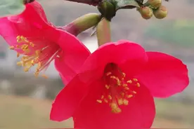 木瓜海棠盆栽更容易管理，菜园土就可以实现满树的花图片