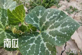 种植南瓜，还要打顶吗？什么时候打顶更有利于南瓜生长？图片