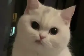既好笑又心疼~猫咪咬断电线 嘴巴被烧红图片