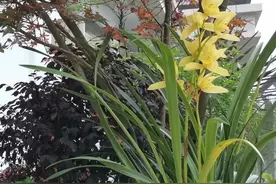 古人对“气”，是怎样理解的图片