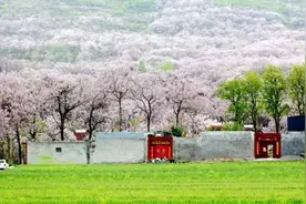 视觉许昌 | 四月泡桐花正艳图片