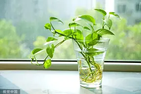 那些号称“养不死”的植物，为啥被你养死了？这4招很关键图片