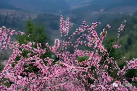 风展红旗 如画三明丨大田屏山桃花开了，等你来赴约！图片