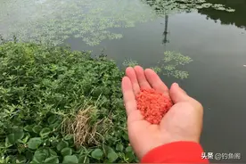 喜爱用酒米打窝钓鱼的注意，5个坑千万别踩，多数人都中过招！图片