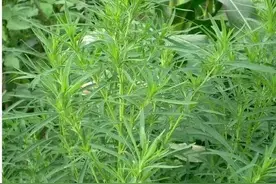 乡村散文：扫帚苗图片
