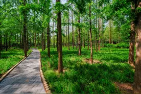 【空中课堂九十八期】马路两边要栽种各种树木，你知道为什么吗？图片