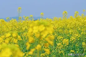 油菜花图片