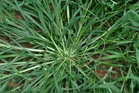 庄稼地里看到这7种野草，别再手软，想办法铲除，留下是祸害图片