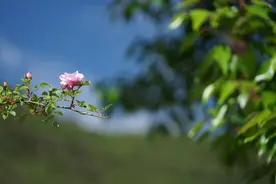 人间四月天，共吟一首春图片
