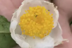 治疗孩子流鼻血的经历图片
