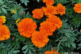 这6种花草清新淡雅颜值高，夏天开花满室香，喜欢的话就种一盆吧图片