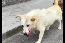 狗妈妈出车祸后，忍着剧痛回去喂孩子最后一次奶，看得让人落泪！图片