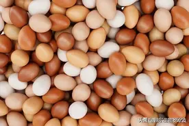 蛋鸡喂哪种料下蛋多？你知道吗？图片