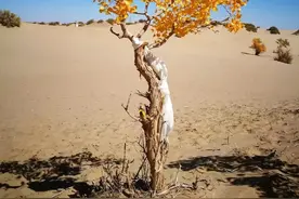 我想，我好想图片