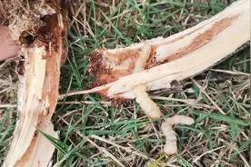 天牛不好防？那是没用对方法图片
