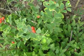 听名字就很霸气，人称“跌打将军”，若你在山上遇见，别不认识图片