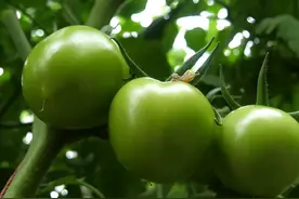 一种常发的病害，种的番茄烂果多，产量低，无土栽培可避免图片