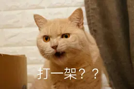 猫咪在生活中的那些奇怪症状图片