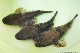 钓鱼人公认最好吃的6种淡水鱼，你都吃过几种？青鱼、草鱼未上榜图片