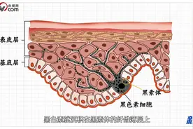 食话实说 | 感光食物吃多了会让人变黑？答案是：除非你吃1斤……图片