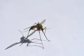 为何感觉今年蚊子变少了，是怎么回事？蚊子变少原因分析！图片