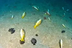 美军频繁在南海军演，炮弹会炸死多少海鱼？环保组织曾发起痛批！图片