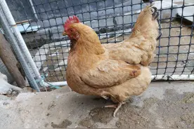 老品种土鸡，真正的土鸡，怎么才能找得到？疯狂的实验者在此图片