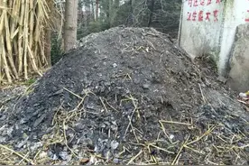 花盆里撒点“小黑灰”，不花钱的万能肥，促植物生长不生虫图片