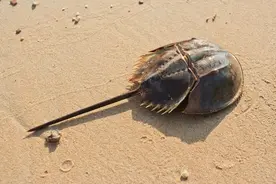 这种动物，在海里躺平了4亿多年都不进化图片