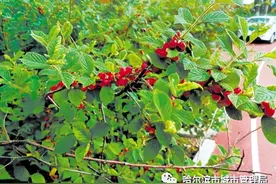 公园绿地的樱桃红了园林部门呼吁：文明观赏，不要摘果图片
