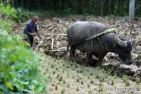 话说黄梅之十：捉鱼捞虾的N种方式图片