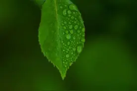 一代茶痴，演绎烟火与出尘的生活哲学图片
