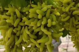 新问世的贵族葡萄新品种“毛毛虫”，外观奇特自然无核冰糖味口感图片