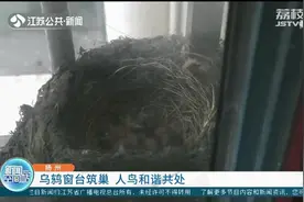人鸟和谐共处！乌鸫夫妇连续第五年飞到扬州一家人的窗台筑巢孕育下一代图片