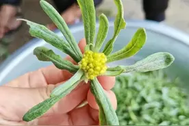 人称清明菜，是重要的节日食品素材，为什么很多人都没吃过图片