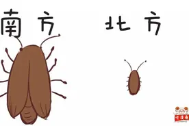 北方蟑螂小的可怜，为何南方蟑螂大的跟蝉一样，还能飞？图片