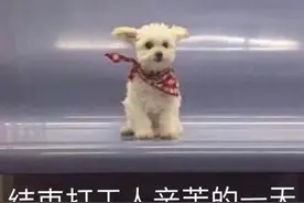 聊天表情包｜搞笑沙雕表情包，拿图吱一声哦图片