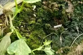 当你的土壤突然出现这几种颜色，一定要注意了！图片