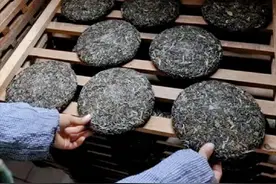 辟谣！普洱茶含黄曲霉素，喝熟茶等于喝脏水？喝普洱茶到底安全吗图片