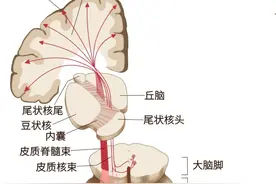神经笔记——运动系统图片