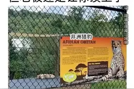 拿柯基当梅花鹿、拿鸡当孔雀……某些动物园你别太离谱哈哈哈图片
