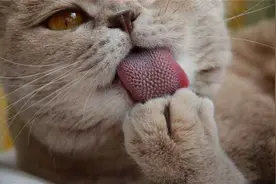 猫科动物的舌头上，为何长满倒刺？被老虎舔一口真会掉层皮？图片