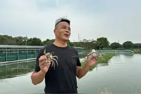 吴江本地大闸蟹，预计10天后陆续上市！图片