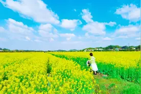 美翻！长沙县万亩油菜花海藏不住啦，错过等一年…图片