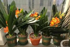 君子兰春节前后不开花？现在赶紧做好2件事，猛长新叶窜花芽图片