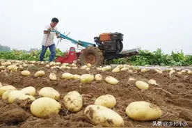 如何防治马铃薯疮痂病？学会5大防治技巧，薯块表皮光滑、产量高图片