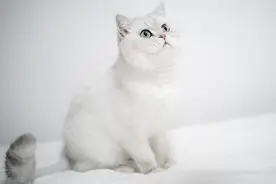 猫咪常见的30种疾病，铲屎官必备自查表图片