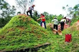 雷州做清明习俗不同，你的家乡用什么祭品拜山？图片
