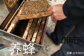 养殖蜜蜂，蜂王死了怎么办？如何保住蜂群？看老蜂农的补救经验图片