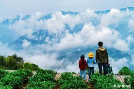 一步，两步，寻春去图片